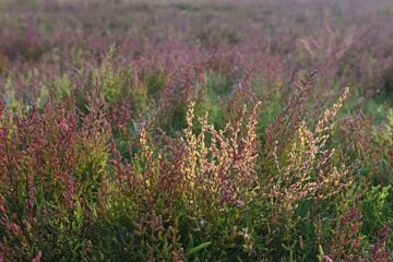 Salt meadow with glasswort (Salicornia europaea), Vlieland, province of North Holland, The Netherlands, Europe