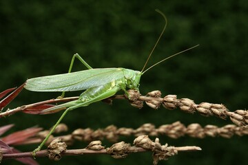 Great Green Bush Cricket (Tettigonia viridissima)