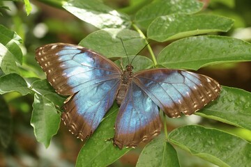 Peleides Blue Morpho (Morpho peleides), South America