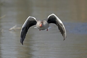 Greylag goose (Anser anser) flying, Germany, Europe