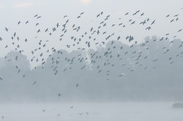 Flock of cormorants (Phalacocorax carbo) flying in the mist, North Rhine-Westphalia, Germany, Europe