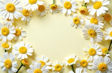 Fototapeta premium Creative pattern made of camomile flowers on colorful background. Floral layout for seasonal cards, blogs, posters and web design. Summer concept.Top view. Flat lay. Minimal style. Copy space