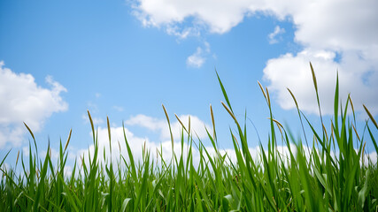 Obraz premium Green grass and blue sky with white clouds