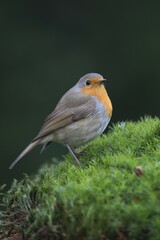 Robin or European Robin (Erithacus rubecula), Emsland, Lower Saxony, Germany, Europe