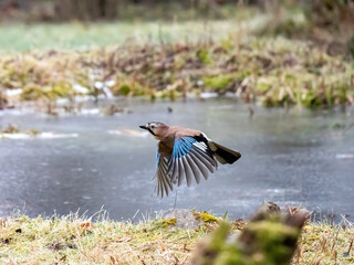 Eichelhäher (Garrulus glandarius)