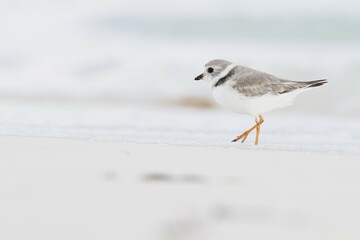 Kentish plover (Charadrius alexandrinus) running by the water, Cayo Santa Maria, Cuba, Central...