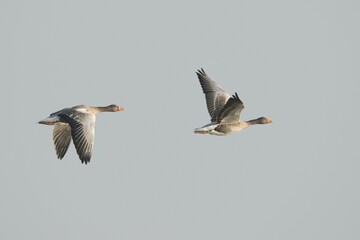Greylag Geese (Anser anser) in flight, East Frisia, Lower Saxony, Germany, Europe