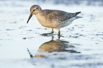 Red knot (Calidris canutus) standing in shallow water with reflection in Darss, Mecklenburg-Western Pomerania, Germany, Europe