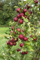 Red apples (Malus domestica) on tree, Lower Saxony, Germany, Europe