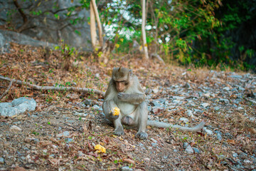 Close up of a monkey looking forward. Monkey sitting against forest background.