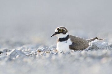 Little ringed plover (Charadrius dubius) breeding on gravel bank, Emsland, Lower Saxony, Germany, Europe