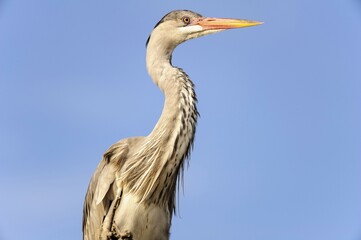Grey Heron (Ardea cinerea) in front of blue sky, Stes Maries de la mer, Camargue, Southern France, France, Europe