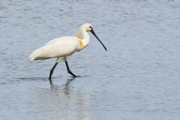 Common spoonbill (Platalea leucorodia), Texel, North Holland, Netherlands