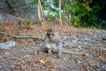 Close up of a monkey looking forward. Monkey sitting against forest background.