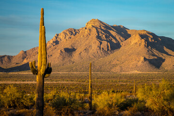 Sunset over Newman Peak with Saguaro Cacti