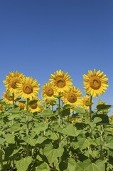 Sunflowers (Helianthus annuus), field, cultivations in the Campiña Cordobesa, Cordoba province, Andalusia, Spain, Europe