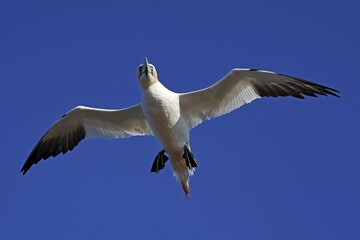 Northern gannet (Sula bassana) flying, Helgoland, Schleswig-Holstein, Germany, Europe