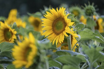 Sunflowers (Helianthus annuus) in a field, in full bloom, Lower Austria, Austria, Europe