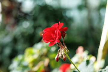 Obraz premium Close-up of red geranium flowers in bloom