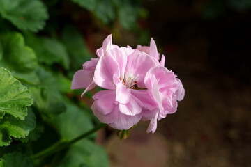Close-up of blooming pink geranium flowers