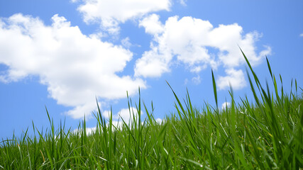 Obraz premium Green grass and blue sky with white clouds