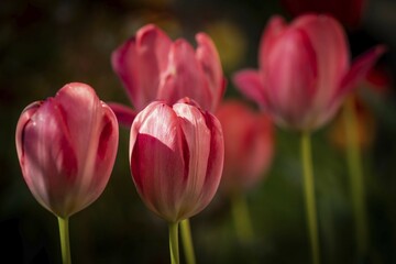 Pink tulips in bloom, Baden-Württemberg, Germany, Europe