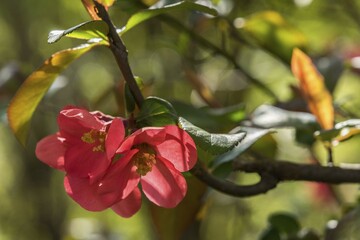 A close-up of bright pink blossoms of a blossom tree in spring light Ornamental quince Chaenomeles Rosaceae
