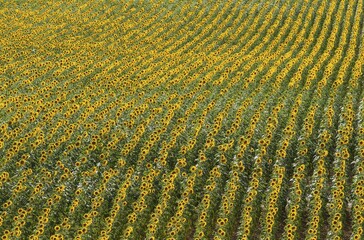 Sunflowers (Helianthus annuus), field, cultivations in the Campiña Cordobesa, Cordoba province, Andalusia, Spain, Europe