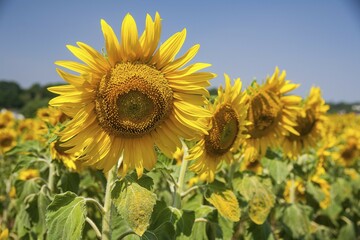 Sunflower (Helianthus annuus) in a field of sunflowers, Saxony, Germany, Europe