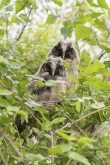Young long-eared owls (Asio otus) sitting in tree, young animals, Lake Neusiedl, Burgenland, Austria, Europe