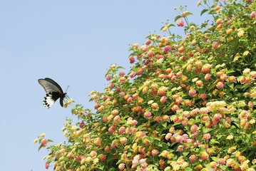 Old World Swallowtail (Papilio machaon) on lantana flowers