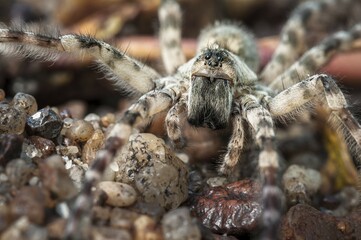 Wolf spider (Lycosidae sp.), Spree, Cottbus, Brandenburg, Germany, Europe