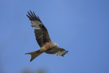 Obraz premium Red kite (Milvus milvus) in flight, Baden-Württemberg, Germany, Europe