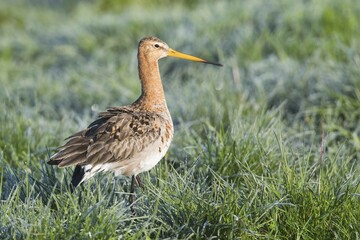 Black-tailed godwit (Limosa limosa), standing in a meadow with dew, Emsland, Lower Saxony, Germany, Europe