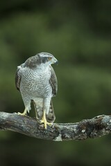 Goshawk (Accipiter gentilis), Stubai Valley, Tyrol, Austria, Europe