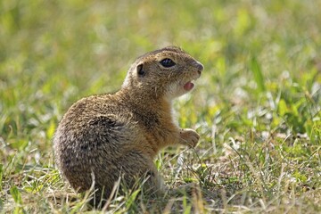 European ground squirrel (Spermophilus citellus), Burgenland, Austria, Europe