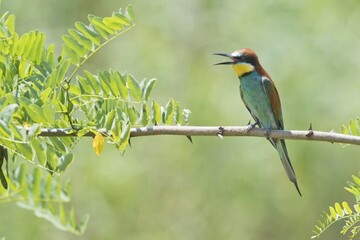 European bee-eater (Merops apiaster) sitting on branch of an acacia, Baden-Württemberg, Germany, Europe