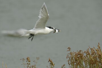 Sandwich Tern (Sterna sandvicensis), in flight with fish in its beak, Texel, The Netherlands, Europe