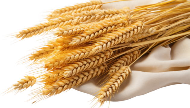 Ears of golden wheat isolated on transparent background