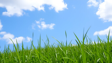 Obraz premium Green grass and blue sky with white clouds