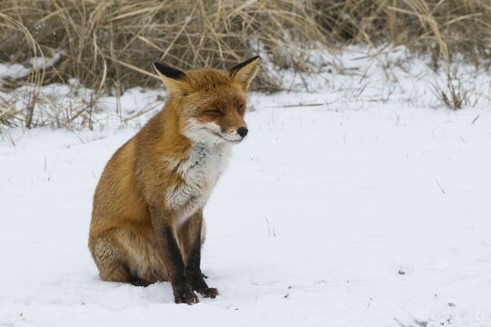 Red fox (Vulpes vulpes) sits in the snow, North Holland, Netherlands