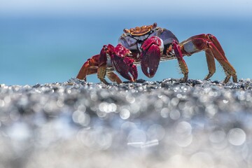 Red rock crab (Grapsus adscensionis) on wet rock, Tenerife, Canary Islands, Spain, Europe