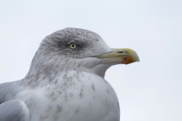 European herring gull (Larus argentatus), animal portrait, in the harbour of Padstow, Cornwall, England, Great Britain