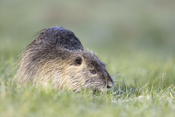 Coypu (Myocastor coypus) feeding, Hesse, Germany, Europe