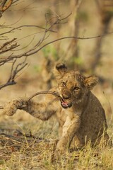 Lion (Panthera leo), playful cub, biting a twig, Savuti, Chobe National Park, Botswana, Africa