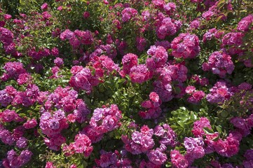 Blooming rose bush (Rosa) with pink flowers, France, Europe