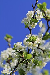 Blooming apple tree