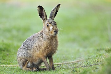 Sitting Hare (Lepus europaeus), North Rhine-Westphalia, Germany, Europe