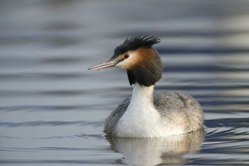 Great Crested Grebe (Podiceps cristatus), Emsland, Lower Saxony, Germany, Europe