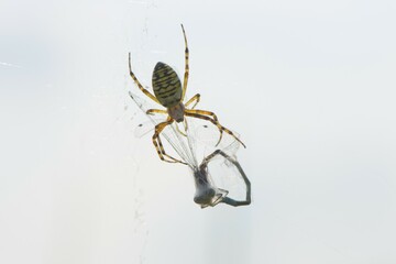Wasp spider (Argiope bruennichi) with captured dragonfly, Lower Saxony, Germany, Europe